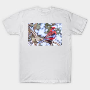 Crimson Rosella 03 T-Shirt